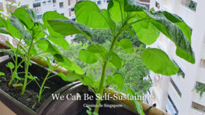 Camino WeCanBeSelfSustaining Web 884x494px 1